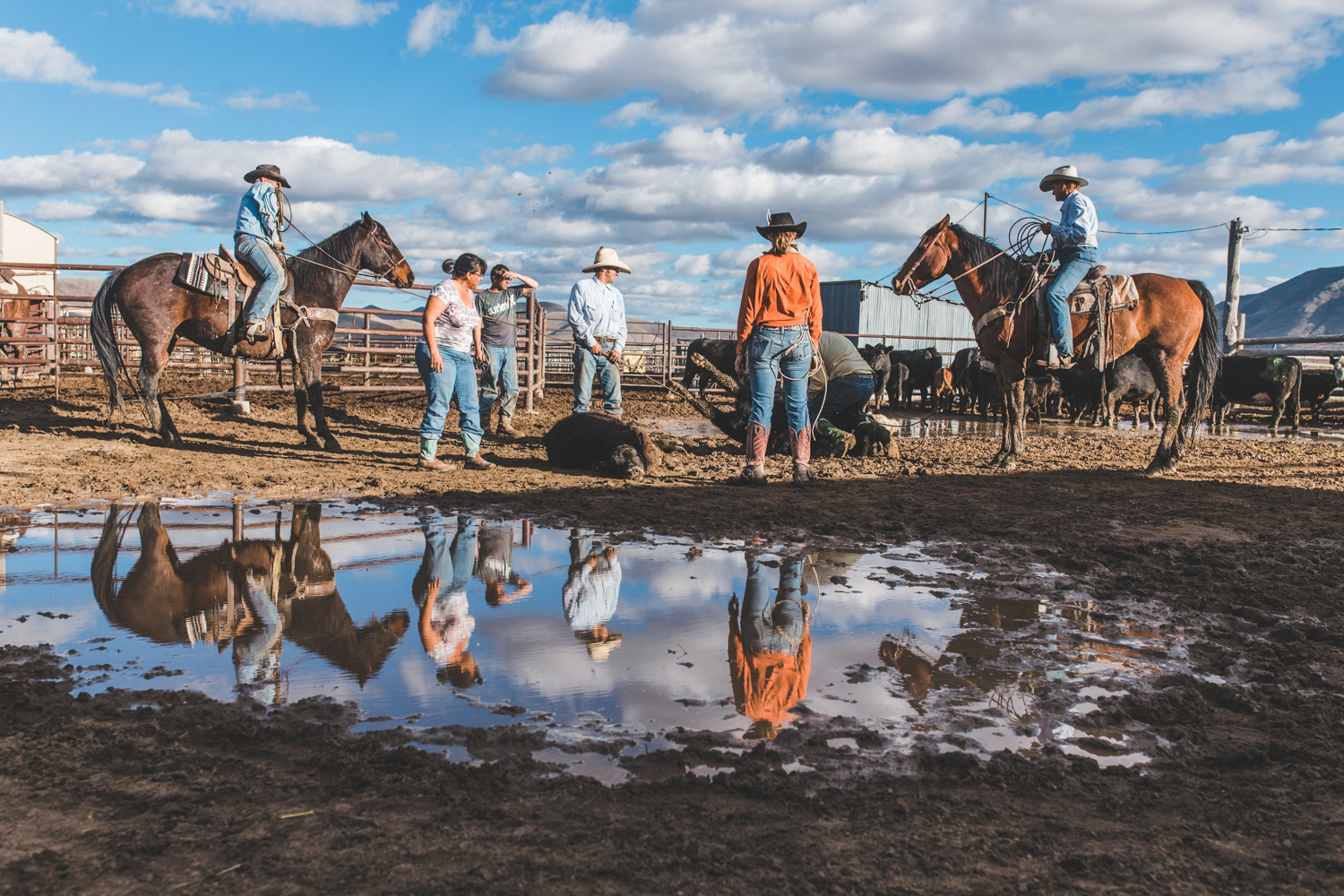 Top 3 Camera’s for Ranch Life Photography Lyndsey Garber